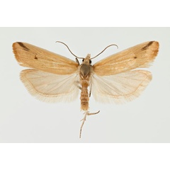 /filer/webapps/moths/media/images/P/pharetrata_Hectaphelia_AM_ZMHB.jpg