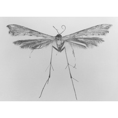 /filer/webapps/moths/media/images/B/bergeri_Exelastis_A_MNHN.jpg
