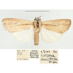 /filer/webapps/moths/media/images/M/miasticta_Leucania_AM_BMNH_01.jpg