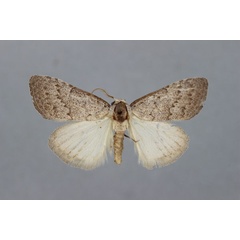 /filer/webapps/moths/media/images/M/myriostigma_Meganola_A_BMNH.jpg