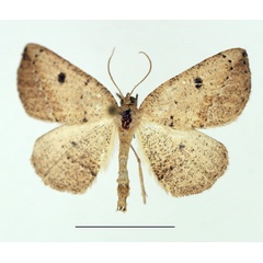 /filer/webapps/moths/media/images/P/punctata_Pareclipsis_AM_TMSA.jpg