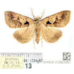 /filer/webapps/moths/media/images/P/plumipes_Anoba_AF_BMNH.jpg