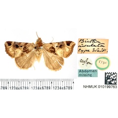 /filer/webapps/moths/media/images/I/insulata_Birtha_HT_BMNH.jpg