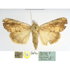 /filer/webapps/moths/media/images/B/brunnescens_Lophotidia_PTF_BMNH.jpg