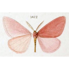 /filer/webapps/moths/media/images/R/rhodonaria_Rhodopan_STM_Oberthur_152-3472.jpg