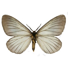 /filer/webapps/moths/media/images/I/iridescens_Phiala_HT_Bouyerb.jpg