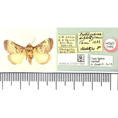 /filer/webapps/moths/media/images/D/diplothysana_Scotinochroa_HT_BMNH.jpg