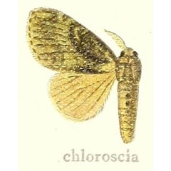 /filer/webapps/moths/media/images/C/chloroscia_Lymantria_STM_Hering_21h.jpg
