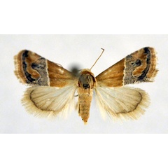 /filer/webapps/moths/media/images/T/thermobasis_Eublemma_A_NHMO.jpg