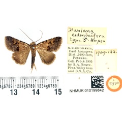 /filer/webapps/moths/media/images/C/culminifera_Baniana_HT_BMNH.jpg