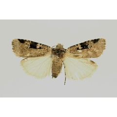 /filer/webapps/moths/media/images/M/melanomesa_Euxootera_AF_RMCA.jpg