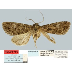/filer/webapps/moths/media/images/I/ingridae_Maghadena_HT_MNHN.jpg