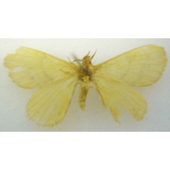 /filer/webapps/moths/media/images/L/labda_Chrysopoloma_HT_NHMUKb.jpg