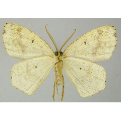 /filer/webapps/moths/media/images/M/molochina_Epigynopteryx_HT_ZSMb.jpg