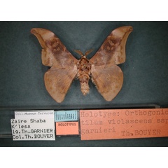 /filer/webapps/moths/media/images/G/garnieri_Orthogonioptilum_HT_RMCA_01.jpg