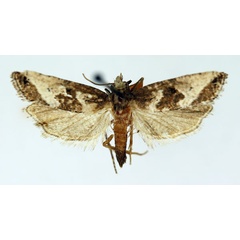 /filer/webapps/moths/media/images/T/trimeni_Eugnosta_AF_ISEA.jpg