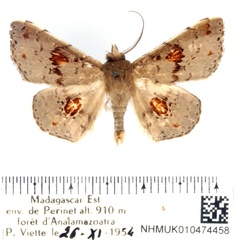 /filer/webapps/moths/media/images/O/ochreoplaga_Claterna_AM_BMNH.jpg