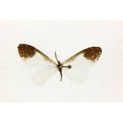 /filer/webapps/moths/media/images/H/heylaertsi_Monda_A_RMCA.jpg