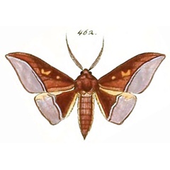 /filer/webapps/moths/media/images/A/anomalus_Plegapteryx_HT_HS-492.jpg