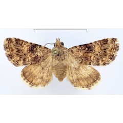 /filer/webapps/moths/media/images/M/melanodonta_Asplenia_AF_BMNH.jpg