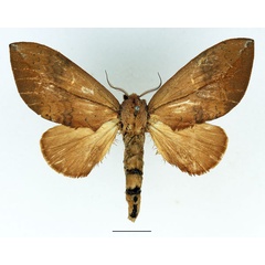 /filer/webapps/moths/media/images/D/destituta_Brachychira_AF_Basquin_01.jpg