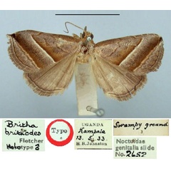 /filer/webapps/moths/media/images/B/brithodes_Britha_HT_BMNH.jpg