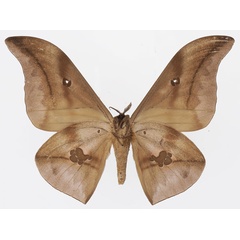/filer/webapps/moths/media/images/P/phaedusa_Lobobunaea_AM_Basquin_03b.jpg