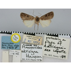 /filer/webapps/moths/media/images/A/atrisignoides_Amazonides_PT_BMNH.jpg