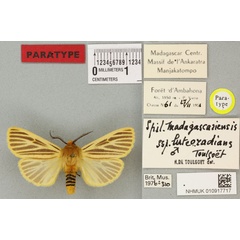 /filer/webapps/moths/media/images/L/luteoradians_Diacrisia_PT_BMNHa.jpg