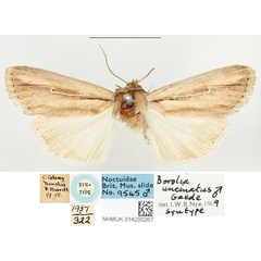 /filer/webapps/moths/media/images/U/uncinatus_Borolia_STM_BMNH_01.jpg