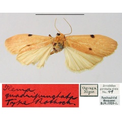 /filer/webapps/moths/media/images/Q/quadripunctata_Ilema_HT_BMNH.jpg