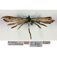 /filer/webapps/moths/media/images/R/rhyncholoba_Platyptilia_ST_BMNH.jpg