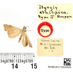 /filer/webapps/moths/media/images/E/ethiopica_Ilyrgis_HT_BMNH.jpg