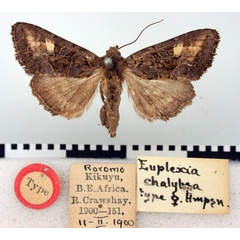 /filer/webapps/moths/media/images/C/chalybsa_Euplexia_HT_BMNH.jpg