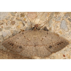 /filer/webapps/moths/media/images/E/equitaria_Panagropsis_A_Heyns_01a.jpg