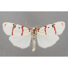 /filer/webapps/moths/media/images/P/pauliani_Cyana_PT_BMNH.jpg