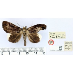 /filer/webapps/moths/media/images/H/hypogrammica_Tolna_HT_BMNH.jpg