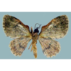 /filer/webapps/moths/media/images/T/tumefacta_Chloroclystis_AM_ZSMb.jpg