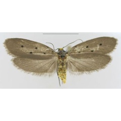 /filer/webapps/moths/media/images/K/kibalensis_Ethmia_PTM_MfN.jpg