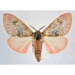 /filer/webapps/moths/media/images/M/macarthuri_Rhypopteryx_AF_NHMO.jpg