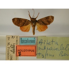 /filer/webapps/moths/media/images/S/subparalella_Aiteta_HT_RMCA_01.jpg