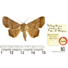 /filer/webapps/moths/media/images/C/crenata_Libystica_HT_BMNH.jpg