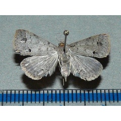 /filer/webapps/moths/media/images/O/obeditalis_Gesonia_A_Goff.jpg