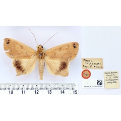 /filer/webapps/moths/media/images/R/rufescens_Anua_HT_BMNH.jpg