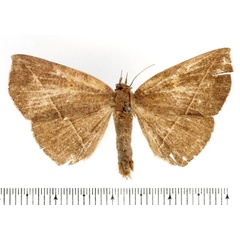 /filer/webapps/moths/media/images/A/albilinea_Ugia_AF_BMNH.jpg