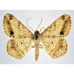 /filer/webapps/moths/media/images/S/suriens_Chiasmia_A_NHMO.jpg