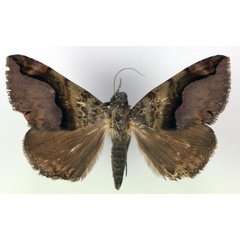 /filer/webapps/moths/media/images/G/goniophora_Bastilla_AM_RMCA.jpg