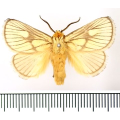 /filer/webapps/moths/media/images/P/polana_Cosuma_AM_BMNH.jpg