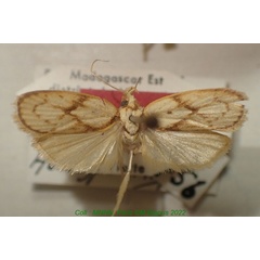 /filer/webapps/moths/media/images/M/malagasiella_Odites_HT_MNHN.jpg