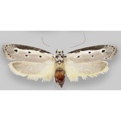 /filer/webapps/moths/media/images/F/fluviatilis_Ethmia_PT_ZMHB.jpg